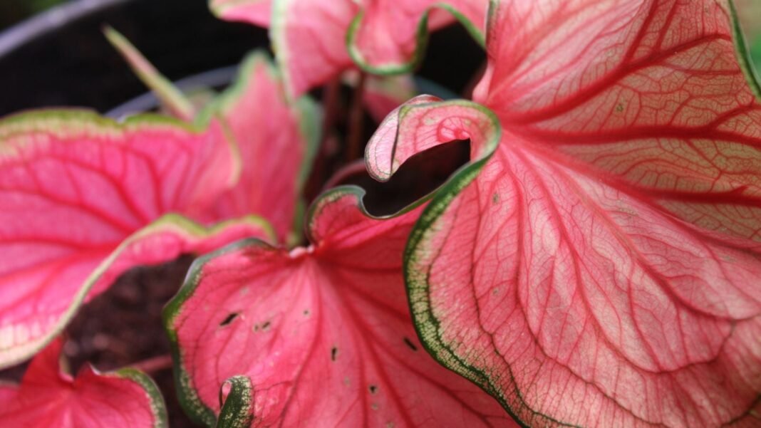 A close-up shot of a pink colored houseplant, with thin green edges and darker pink veins, placed on a black colored pot, showcasing the florida sweetheart caladium
