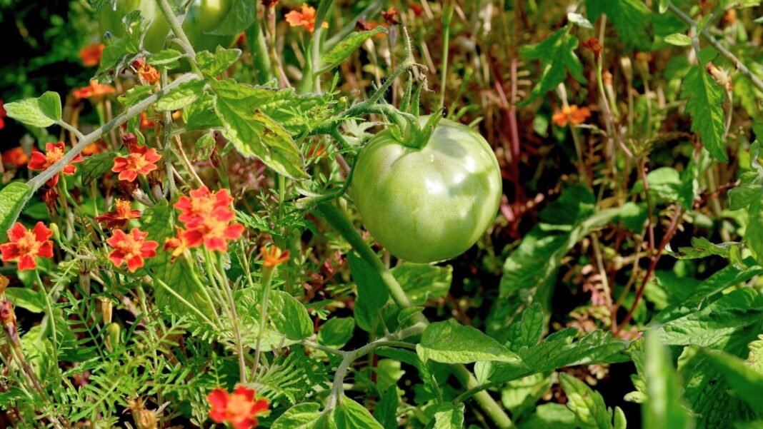A close-up shot of a ripening tomato crop growing alongside red-orange colored marigold flowers, showcasing spring vegetable pairings