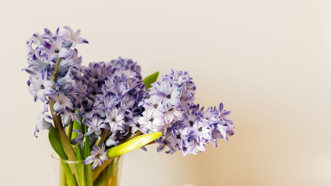 Cut Hyacinths in a vase showing how to make cut hyacinths last, appearing to have lovely purple blooms with bright green stems