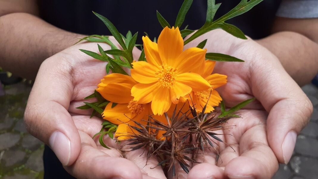 A close-up shot of a person's hand, in the process of holding a daisy-like yellow-gold flower alongside elongated ovules, showcasing when start cosmos seeds