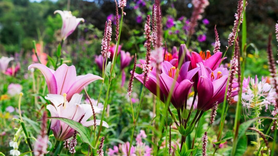 Flowers of plant bulbs April, including lovely oriental lilies and other plants with colorful flowers