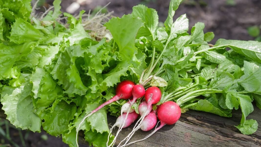Fresh-vegetables-harvest-60-days.jpg Fresh vegetables harvest 60 days, including certain radish and lettuce varieties placed on a dark surface under bright light