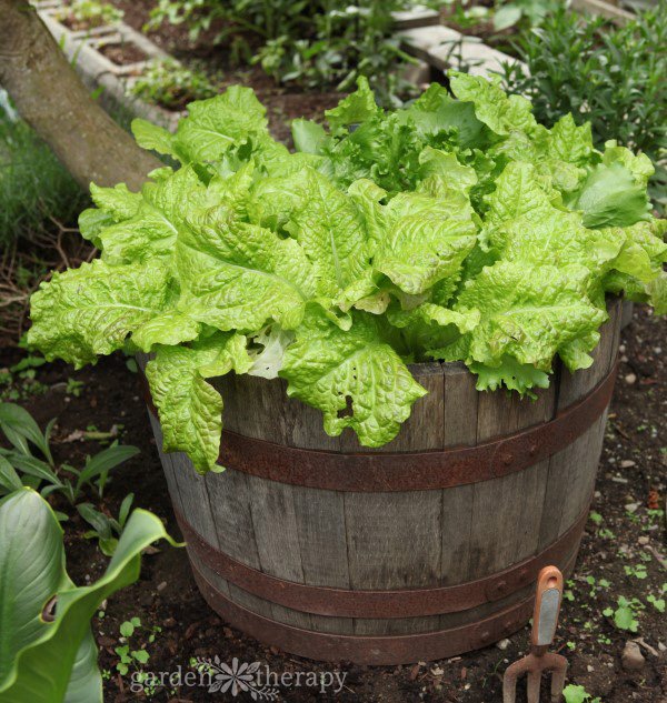 DIY Lettuce Planter: Lettuce in a Wine Barrel