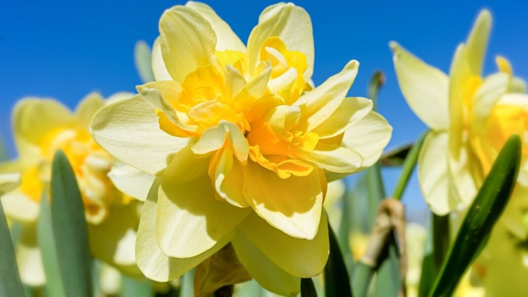 One of many heirloom daffodil varieties, appearing to have lovely and bright, yellow petals that look ruffled with a clear blue sky in the background