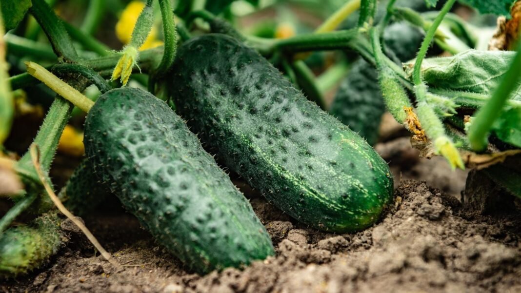 One of the bush vs. vining cucumbers, appearing to have two crops dangling on the plant sitting on the dark brown soil