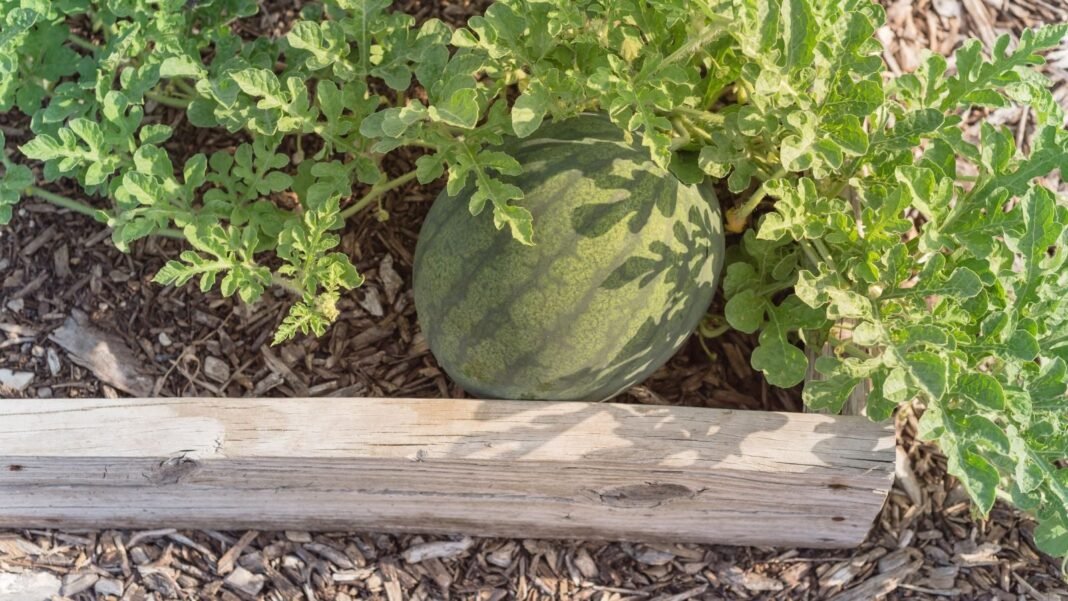 A close-up and overhead shot of a ripe and round fruit alongside green foliage, showcasing how to grow watermelon raised beds