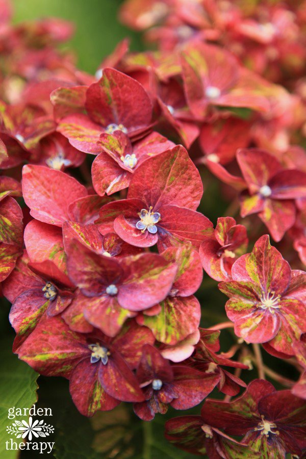 Pistachio-Multi-color-Hydrangea.jpg Close up of a pruned pistachio Multi-Color Hydrangea