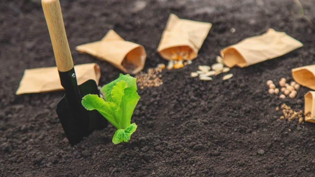 Plant seeds in ground April such as Lettuce seeds, showing open packets placed on the dark brown soil
