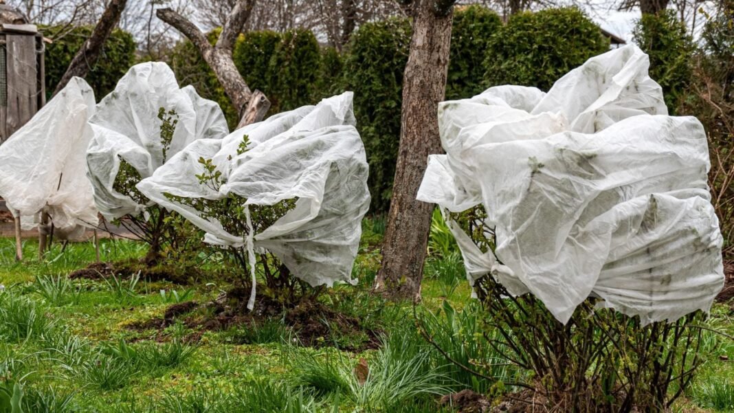 Row-of-developing-and-covered-foliage-protect-plants-spring-frost.jpg A close-up shot of a small group of developing and covered shrubs, showcasing how to protect plants spring frost