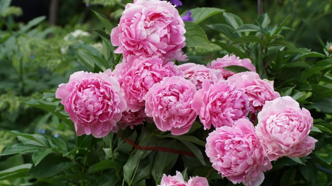 Sarah-Bernhardt-peony.jpg A healthy Sarah Bernhardt peony plant appearing to have deep green foliage and huge pink blooms under bright light