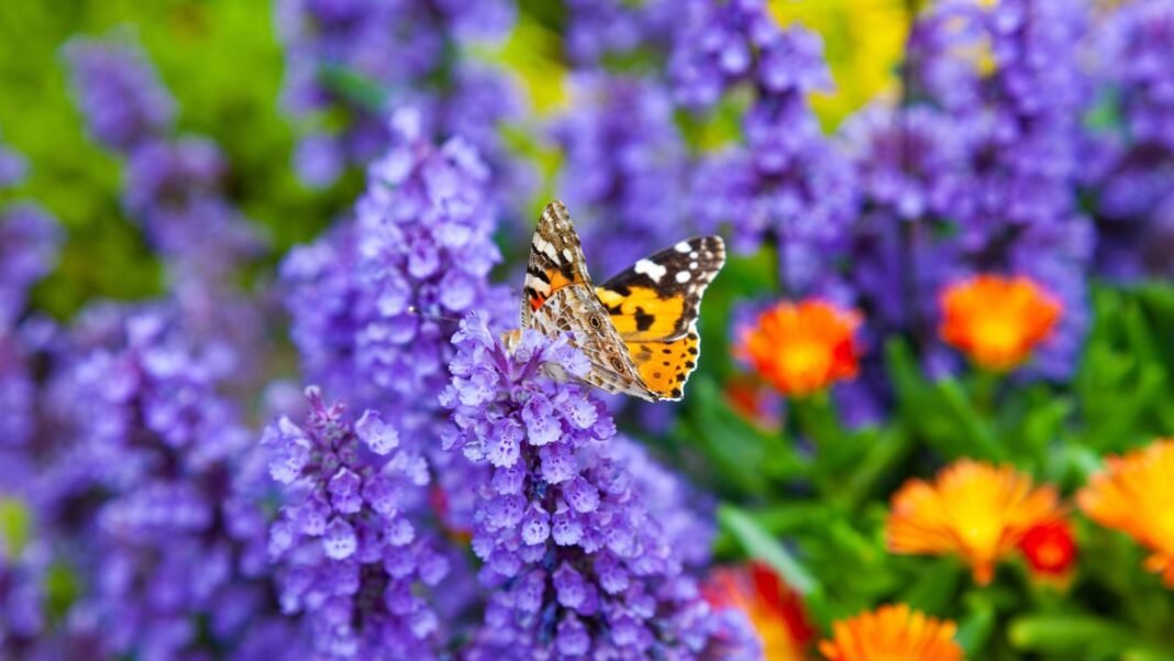 Shot-of-a-butterfly-on-a-cluster-of-purple-flowers-showcasing-four-season-pollinator-garden.jpg A close-up shot of a butterfly on a cluster of purple flowers, growing alongside various flowers in the background, showcasing four season pollinator garden