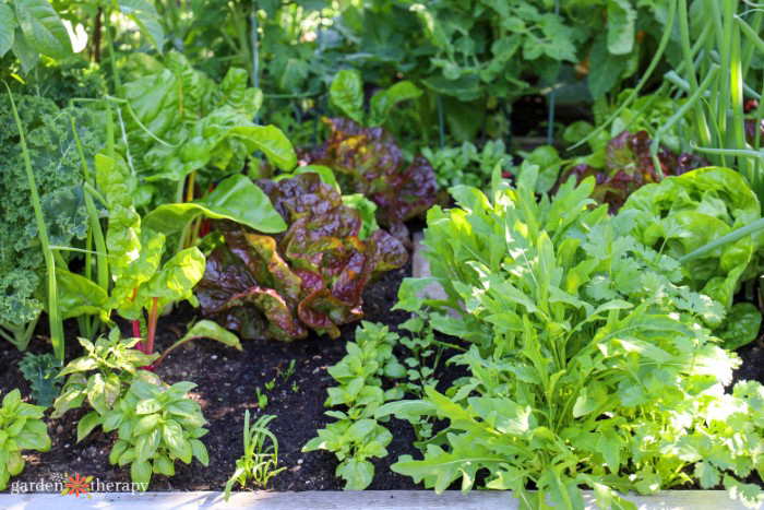 interplanting lettuce and herbs in garden bed