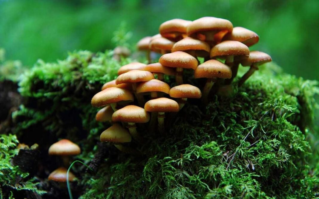 A Guide to Mushrooms Foraging for Beginners – One Green Planet
