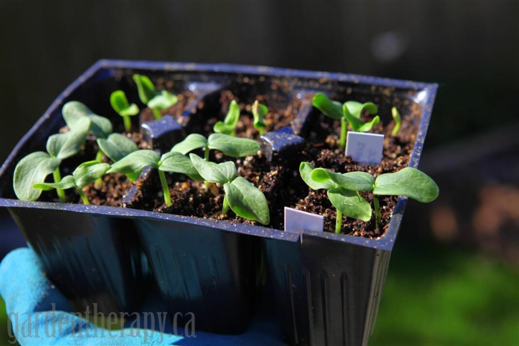 seed-starting-container-six-cell.jpg top tips for buying a plant from the garden centre