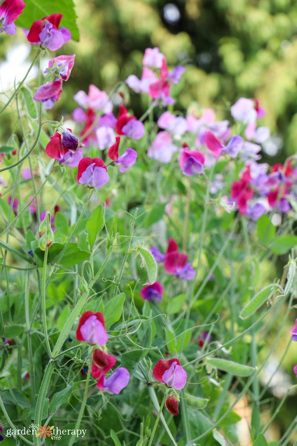 purple-red sweet peas in the garden