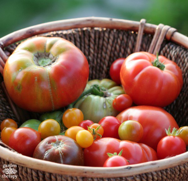 No Garden? No Problem! How to Grow Tomatoes Without a Garden