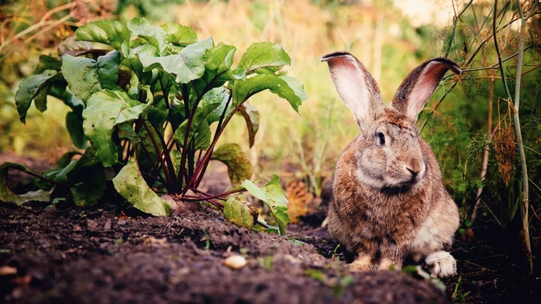 A close-up shot of a developing plant beside a brown colored bunny, showcasing garden rabbits cruelty-free