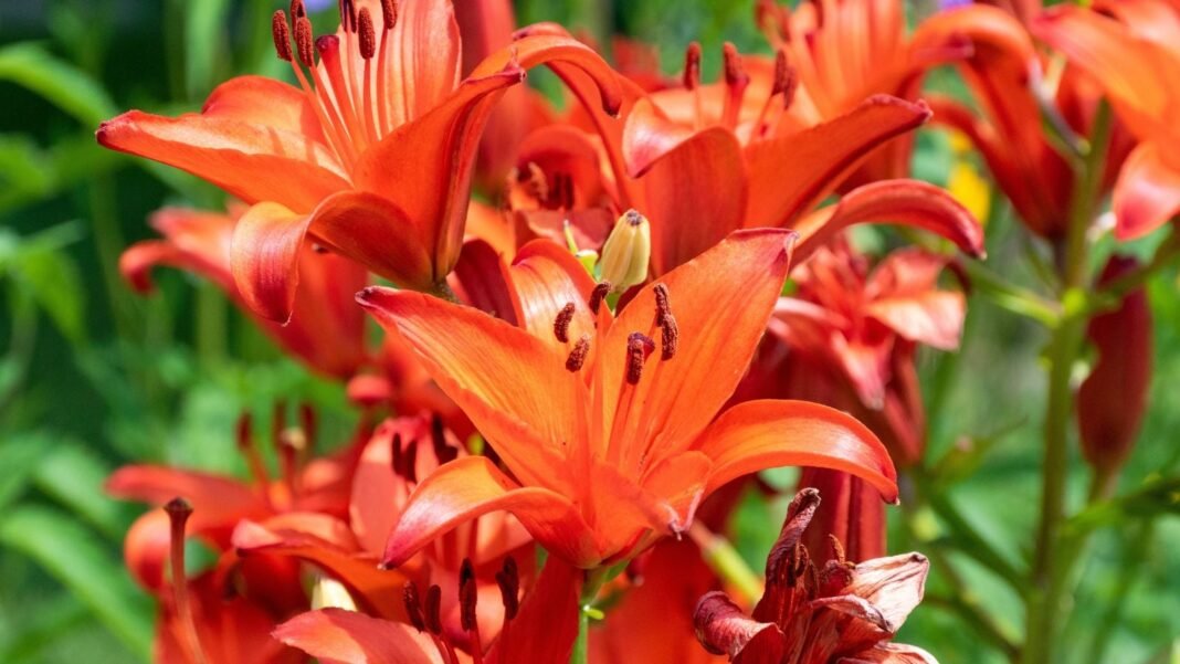 A close-up shot of a composition of vibrant red-orange colored flowers, showcasing summer bulbs May