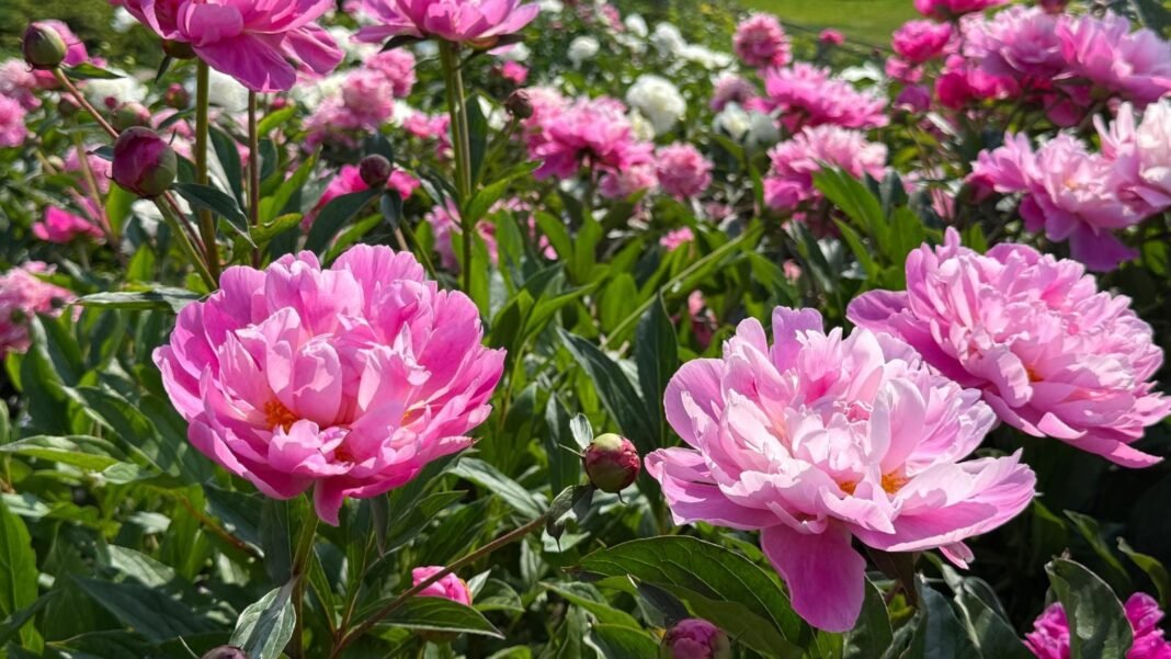 A close-up shot of a composition of large, vibrant pink flowers, alongside its green foliage, showcasing peonies bloom more