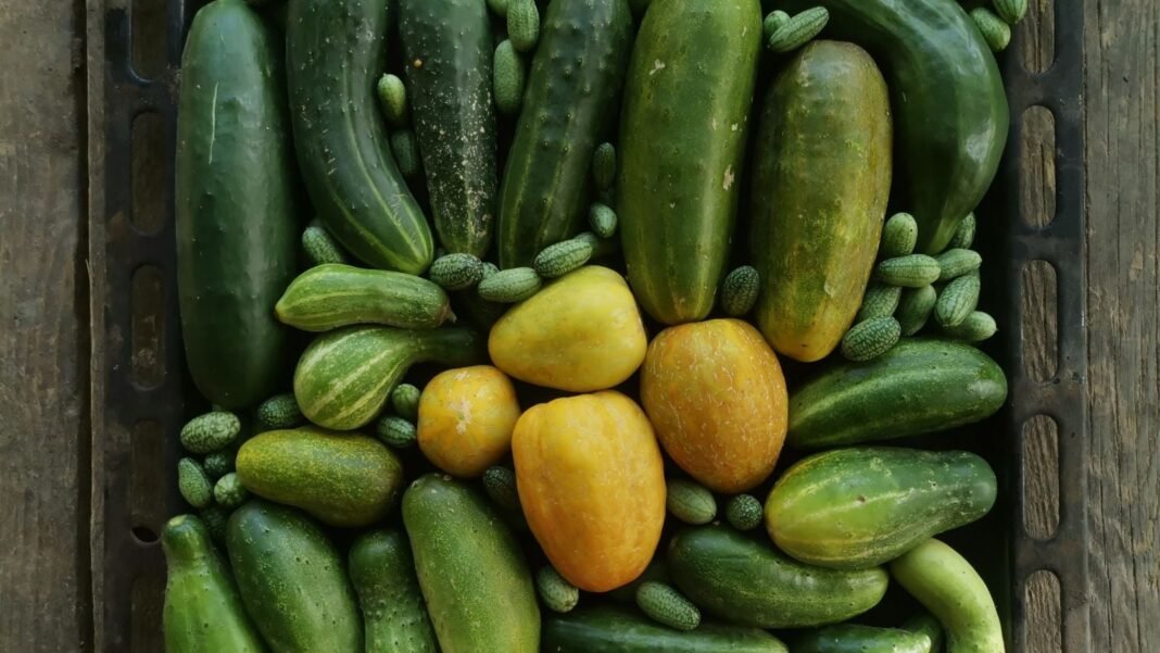 A close-up and overhead shot of a large pile of freshly harvested crops, showcasing cucumber varieties 2026