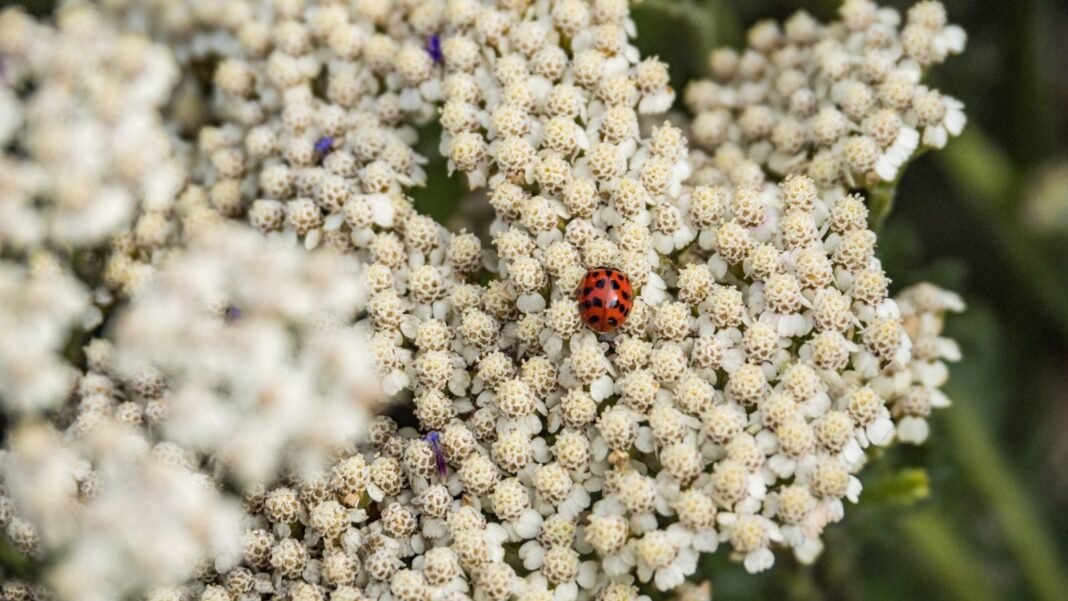 A close-up and overhead shot of a small ladybug crawling on a cluster of white colored yarrow flowers, showcasing natural pest control