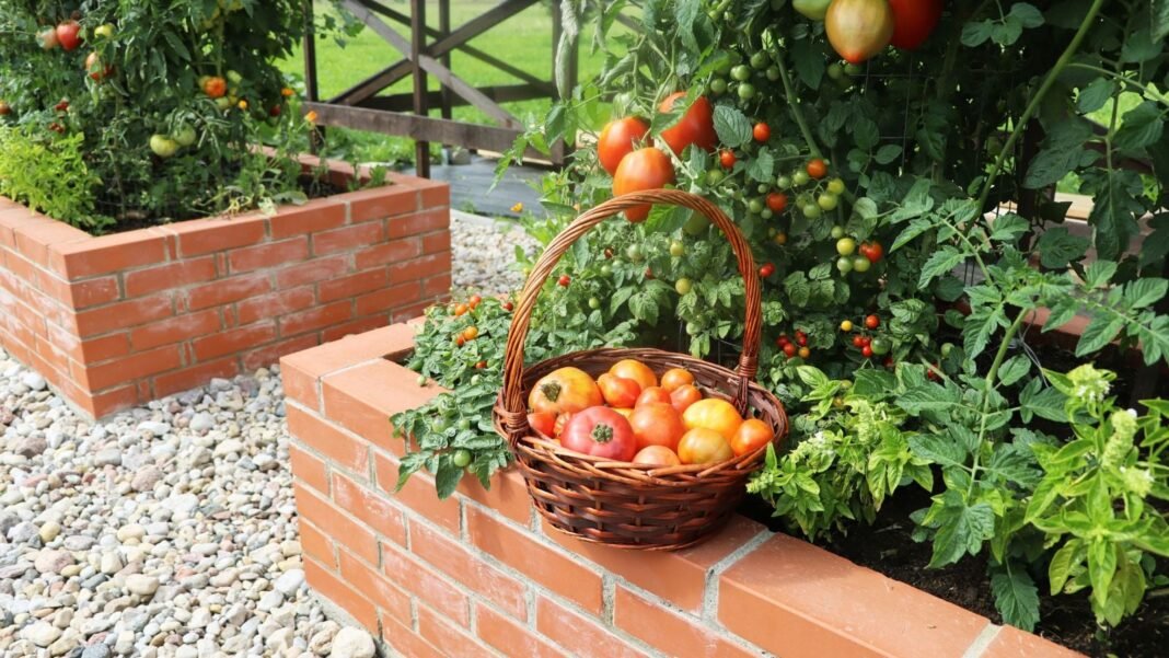 A close-up shot of a basket of freshly harvest ripe and red fruits, alongside a composition of developing fruit-bearing vines on a large brick container, showcasing raised bed tomato varieties