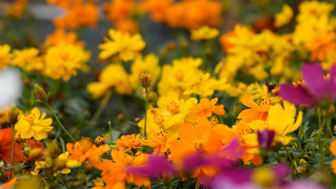 A close-up shot of a large composition of delicate blooms in various hues, showcasing how to sucession sow flowers