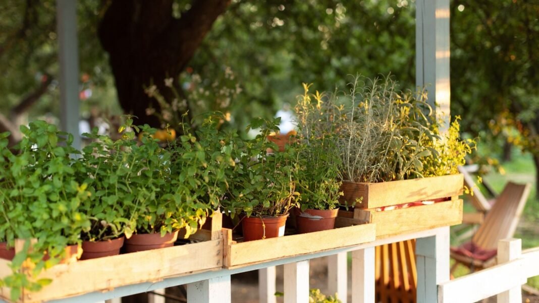 A close-up shot of several containers with developing aromatic plants, all placed on a patio area, showcasing potted herb garden