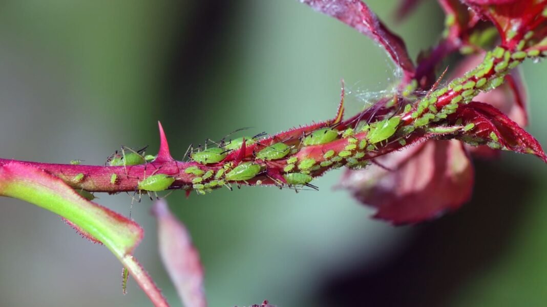 A close-up shot of a large colony of green colored insects, crawling on a purple-red stem of a plant, showcasing how to deal with aphids naturally