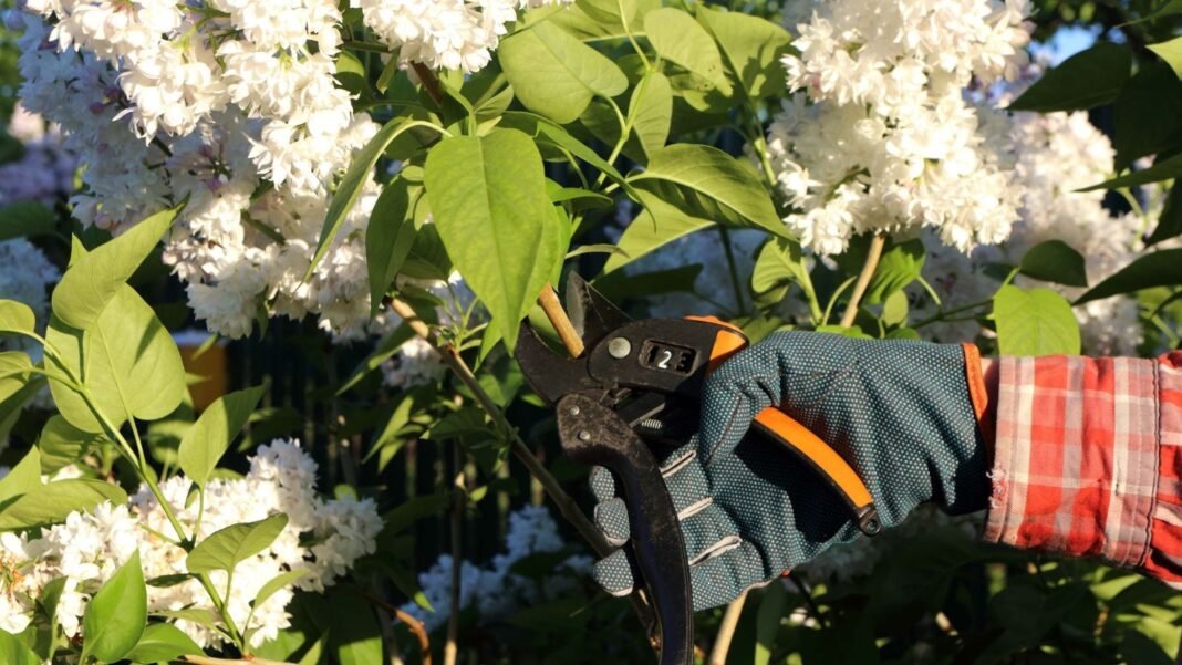 A close-up shot of a person's hand in the process of using a pruner to trim and cut a common lilac, showcasing spring perennial pruning