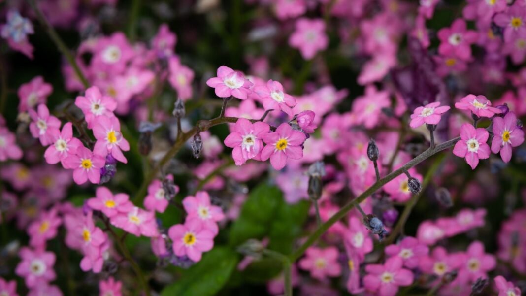 A close-up shot of a composition of dainty vibrant blooms of forget me nots, showcasing pink shade flowers
