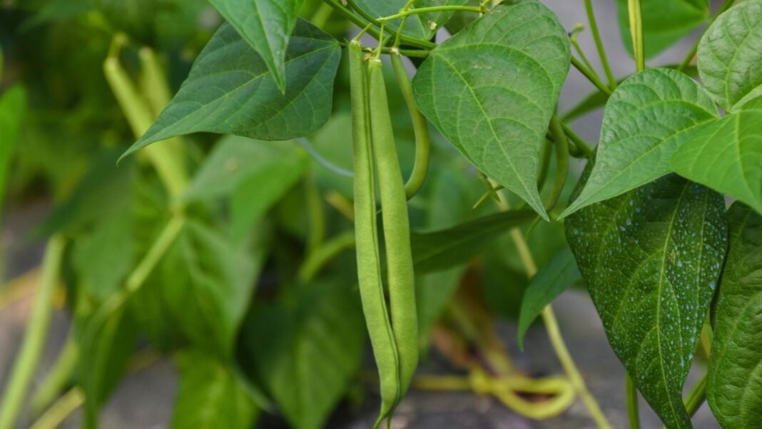 Close-up shot of slender and long legume pods alongside leaves, showcasing how to grow beans for beginners