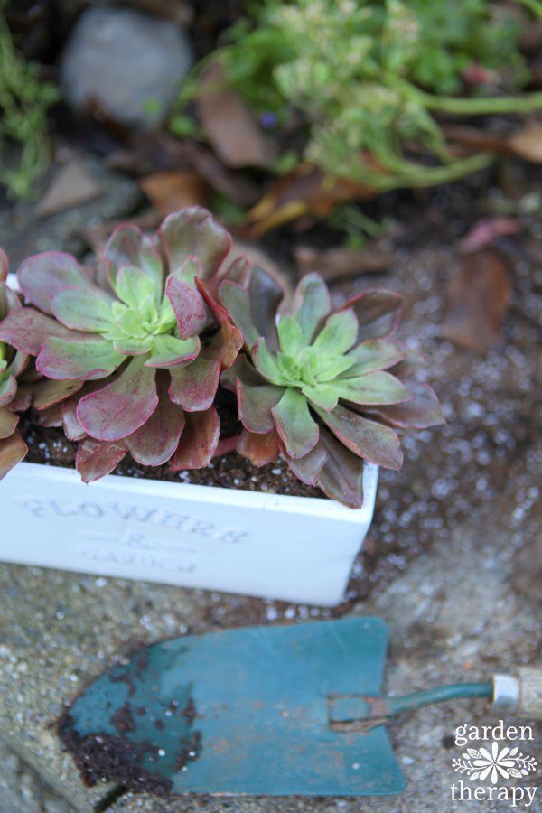 The Essential Guide to Growing Happy + Healthy Succulents