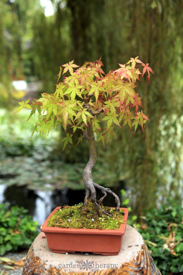 Potted Trees: the Best Container Trees to Grow in Pots