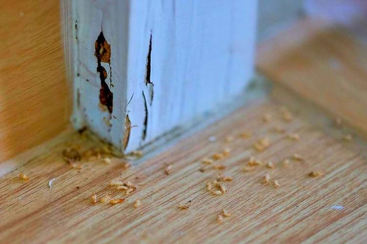 What Happens Inside a Home When Termites Go Undetected Too Long