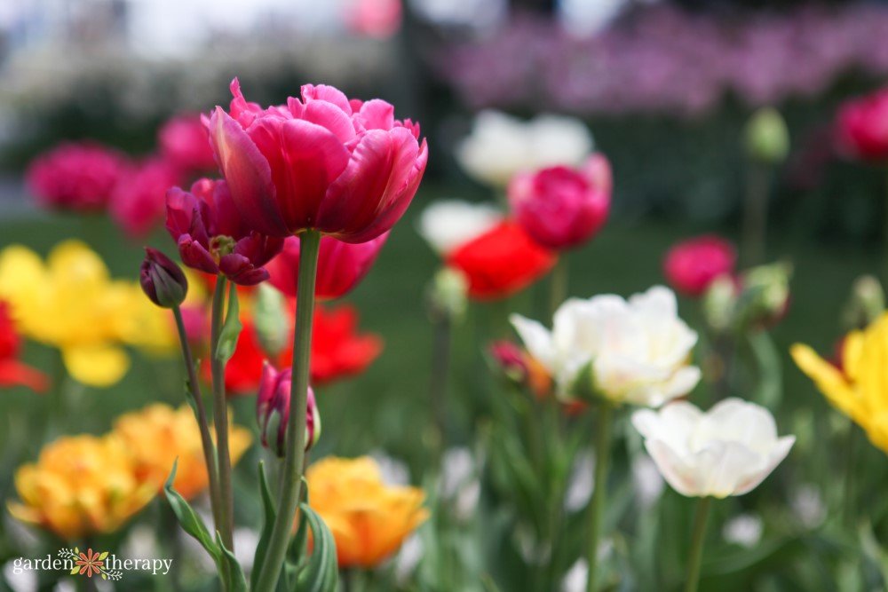 May Gardening Tasks: What You Actually Need to Do to Prepare