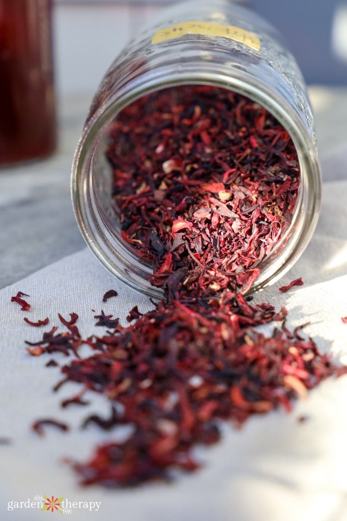 harvested-hibiscus-flowers.jpg Herbal Hibiscus Guide: How to Harness the Benefits of the Hibiscus Plant