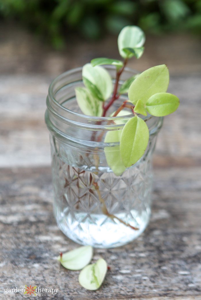 plant-cutting-in-water.jpg variegated plant growing in water