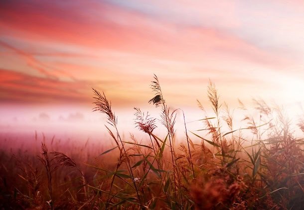 A field in the morning.