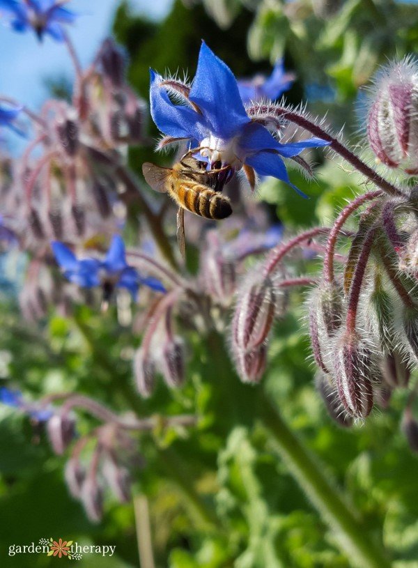 borage.jpg blue borage plant with a bee on it
